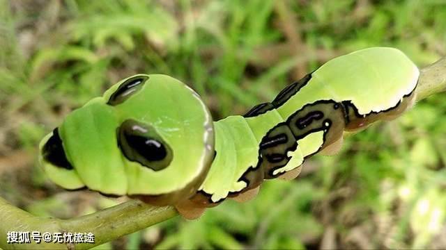 浙江发现一种怪异的虫子,脑袋貌似外星人!专家:世界级
