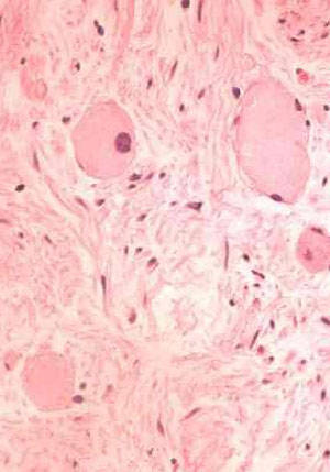 最新研究结果表明:生物视网膜敏感度极高而且节能_细胞