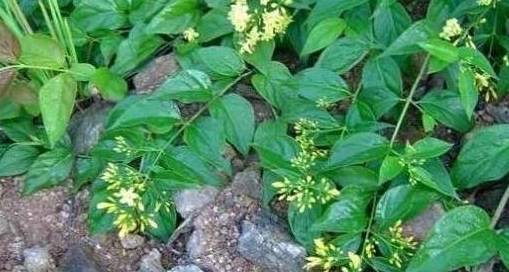 原创一种植物被称为"断肠草",中医上是好草药,可惜野生的一株难求