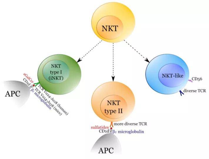 免疫细胞治疗再上热搜风口nkt细胞未来可期