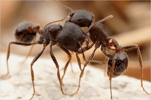 子弹蚁:号称全球十大毒性最强动物,蚁族中的异类,令人