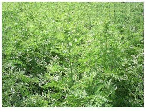 黑蒿的功效与作用清热解毒解暑止血