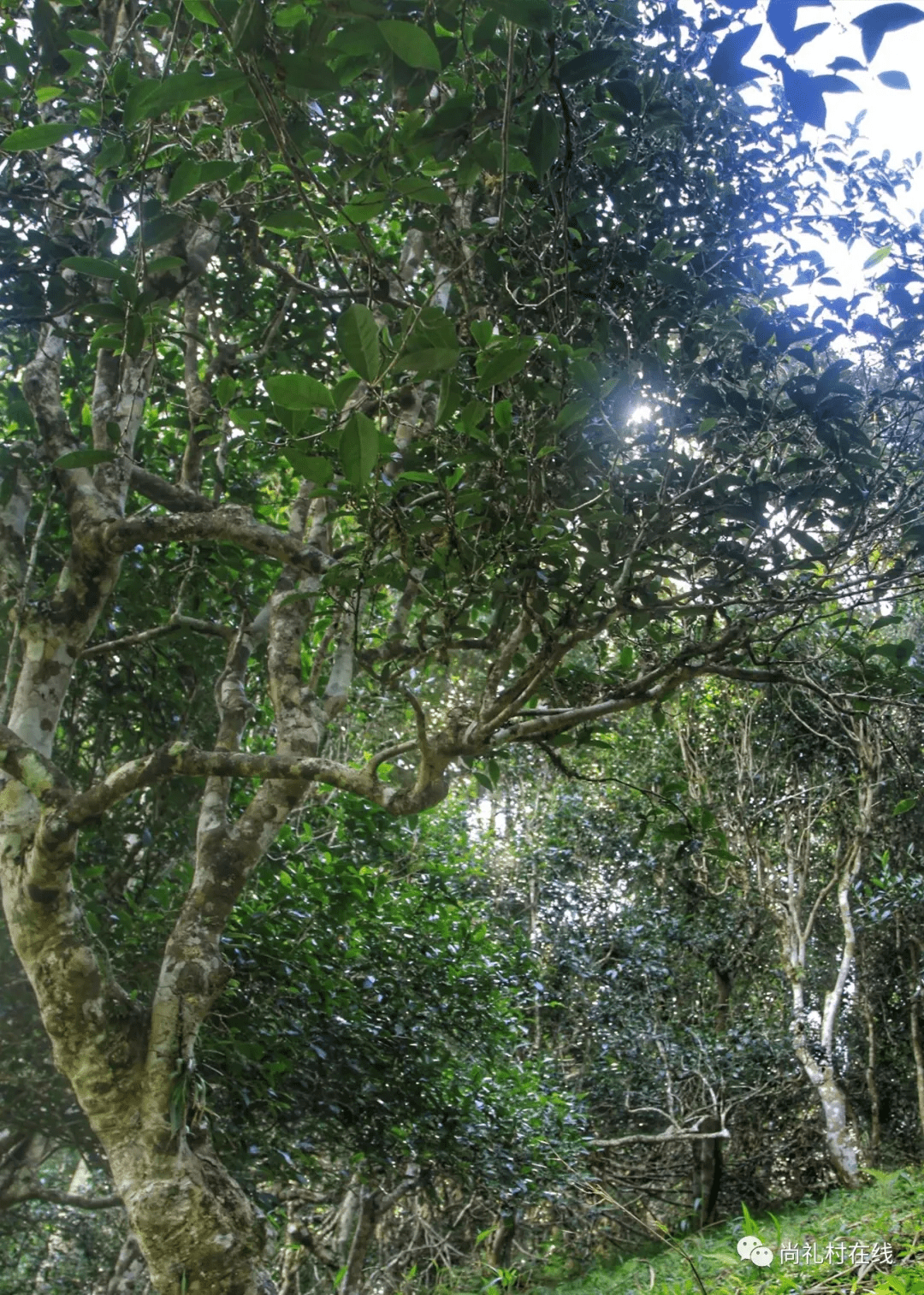 莽枝茶山紧连革登茶山和孔明山,面积比倚邦茶山小.