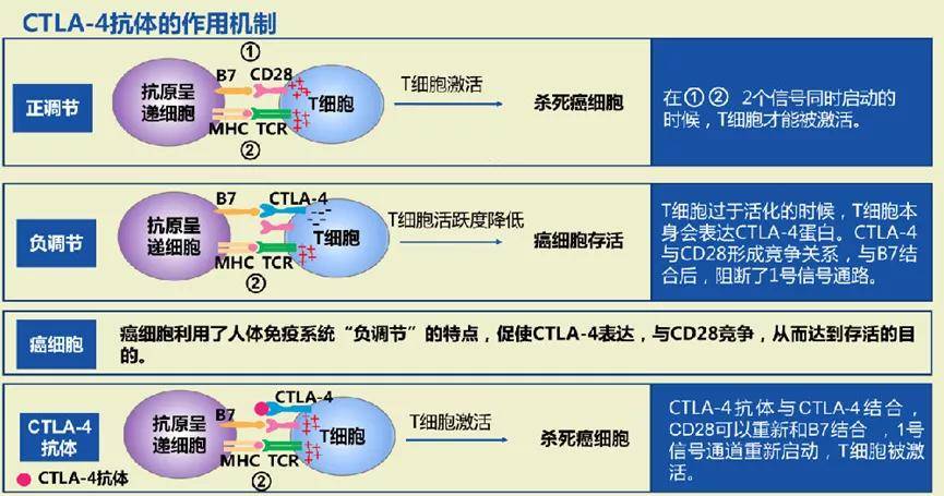 4)是表达于活化的t细胞表面的一种跨膜蛋白,作用于免疫反应的启动阶段