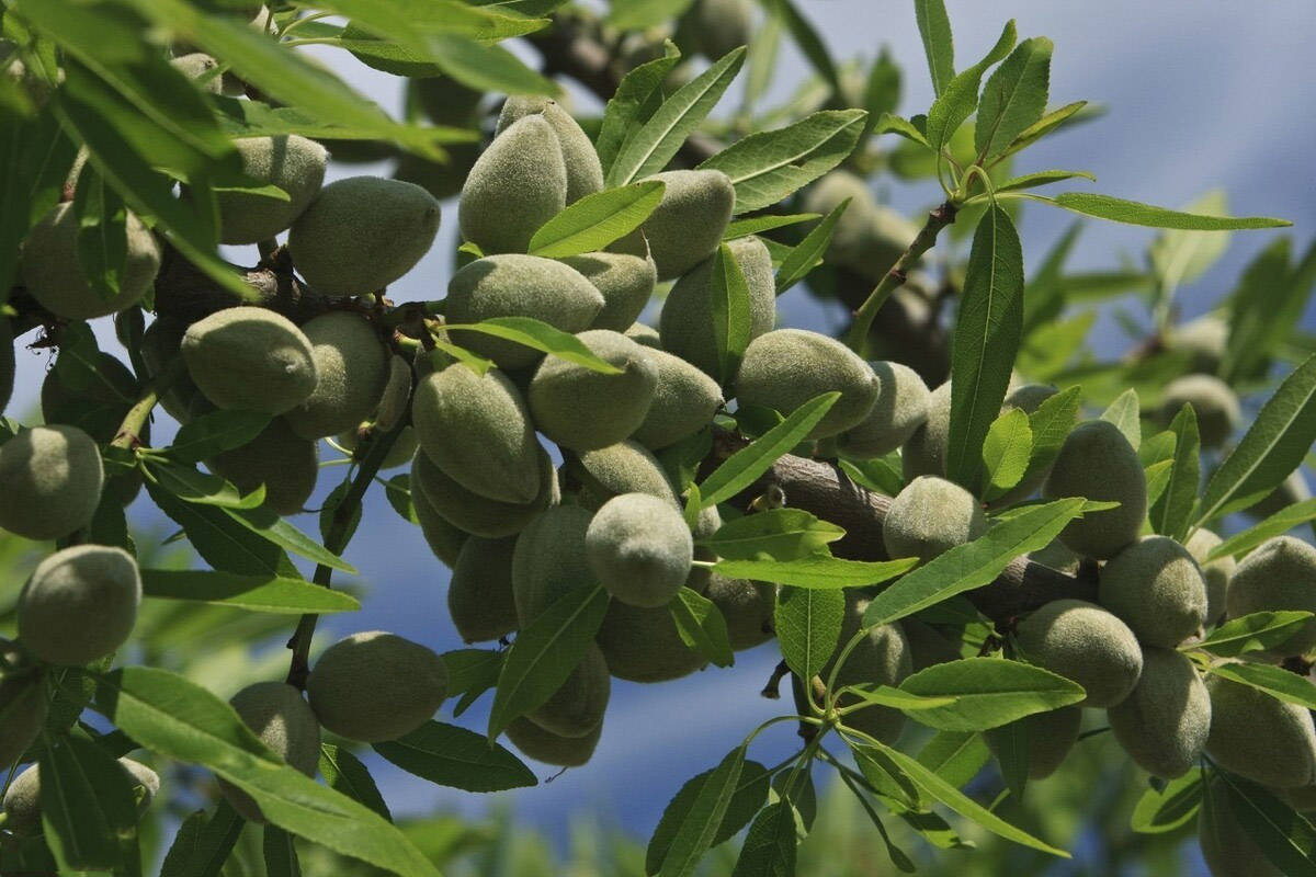 巴旦木种植为何新疆的产量确那么低