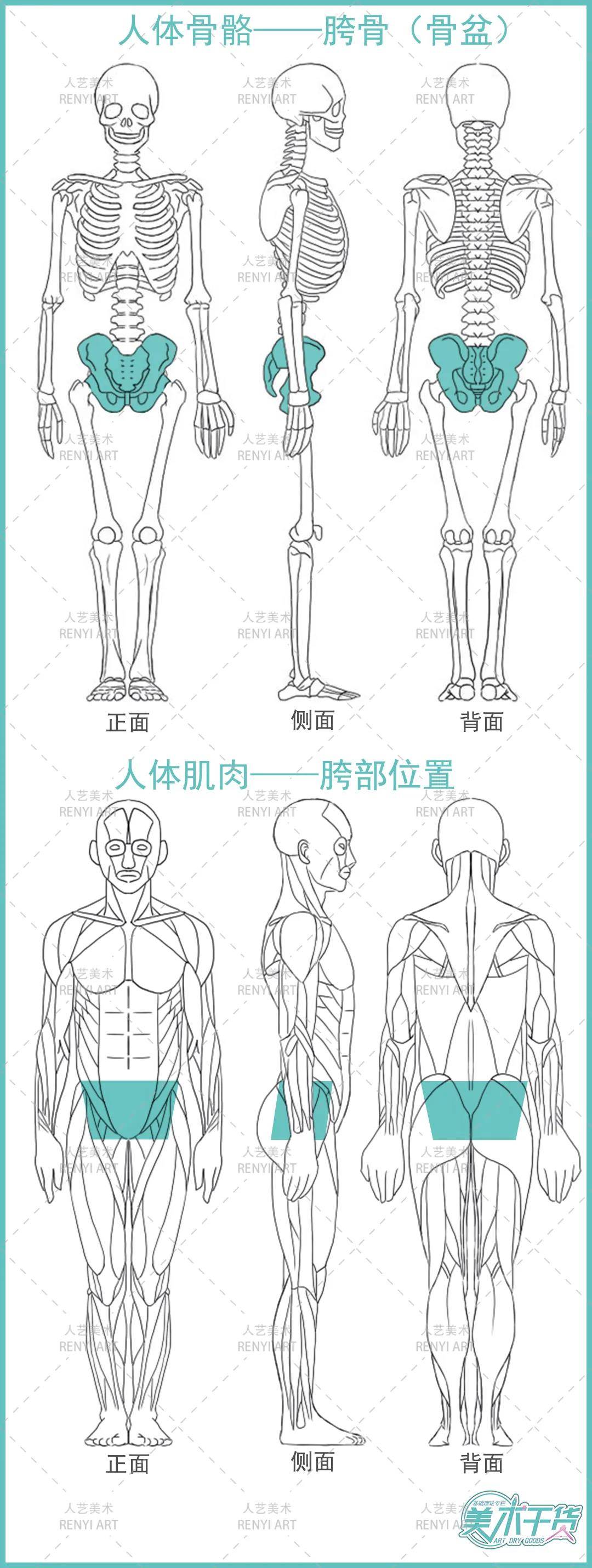 如下图所示,人的胯部位置连接上下躯干,是学习人物速写中不可忽视的