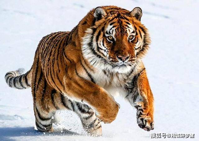 世界上最有人气的五种动物,第一名已退出江湖,但地位无可撼动