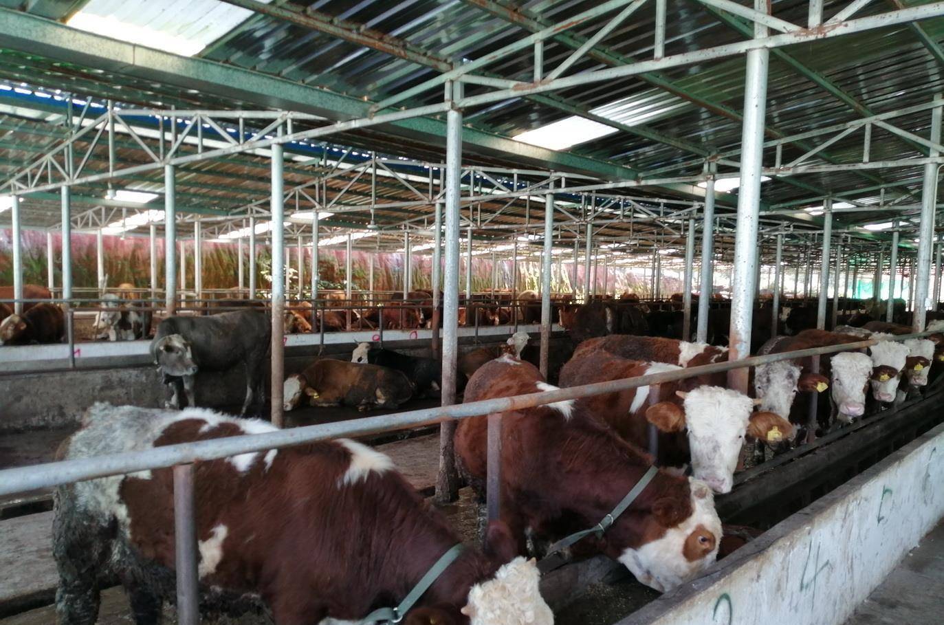 原创肉牛规模养殖,牛舍建筑详细教程,纯干货分享