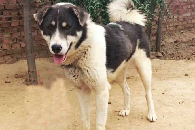 在中国的大山深处,就有一种被世人遗忘很多年的中华原生犬太行犬.