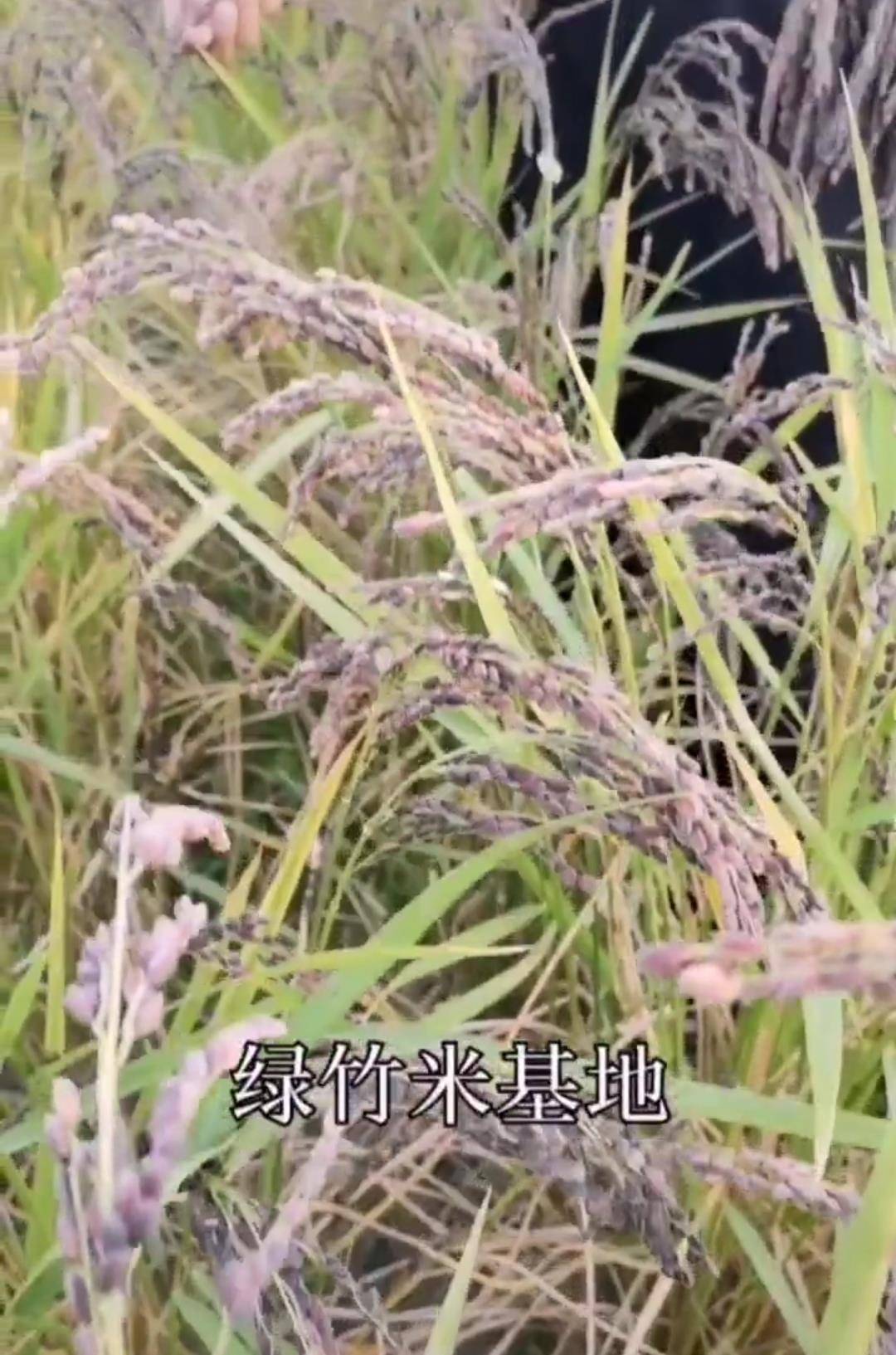 河南一女子买高价绿竹米,煮熟之后发现米饭变面粉,惊