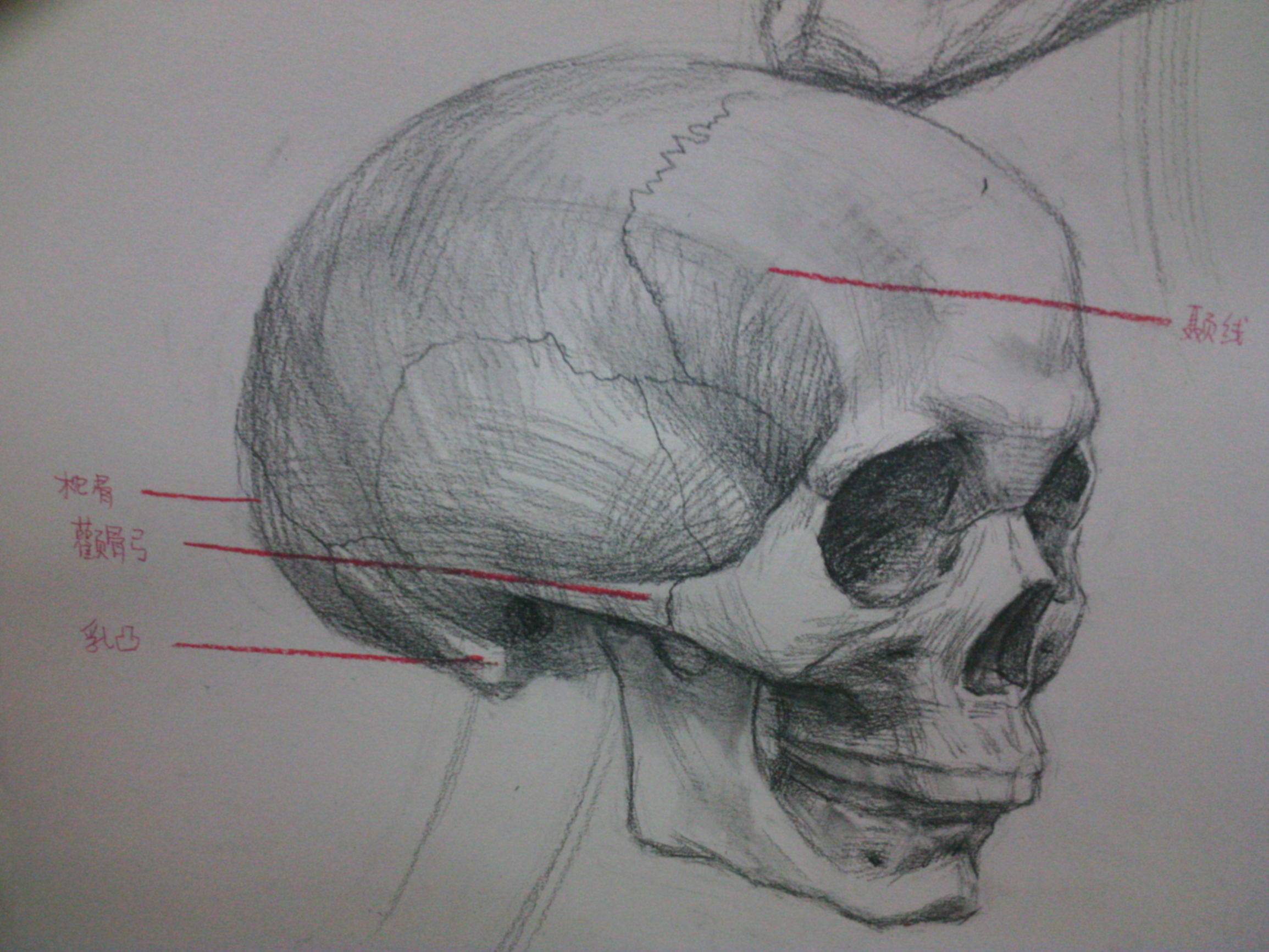 素描头像多为默写)接下来给大家看一些关于头部骨骼肌肉图和眼部细节