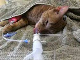 图自:aboklin/猫研所72 英短,柯尼斯卷毛猫,德文,异国短毛猫,布偶