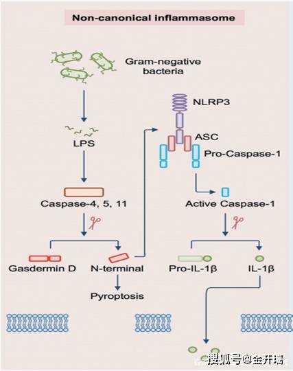 依赖caspase-1的经典途径