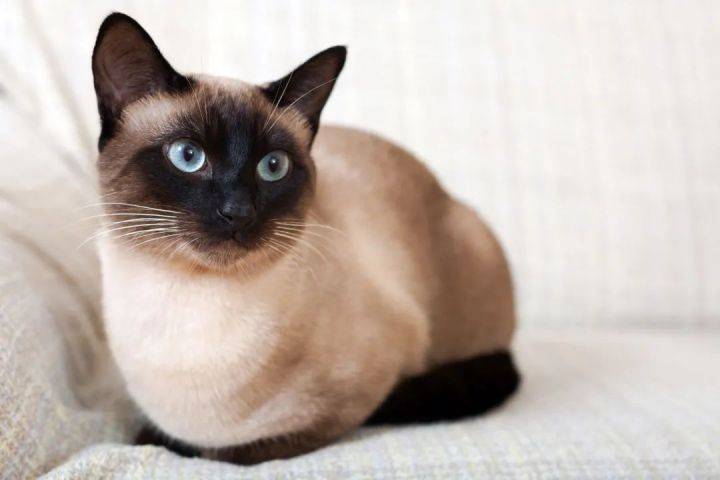 72美短,孟加拉猫,缅因猫,挪威森林猫,东方短毛猫,暹罗猫,东奇尼猫