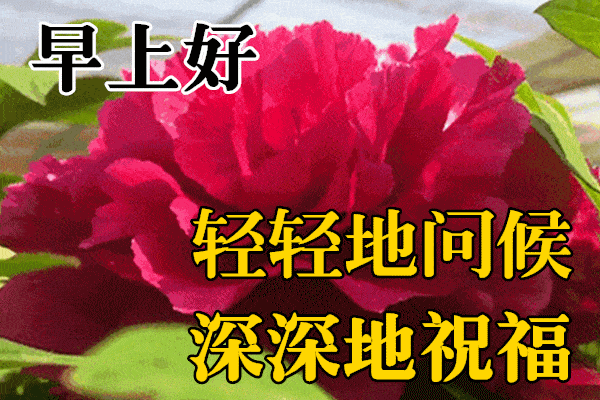 11月22日早晨最暖心的早安问候语动态图片带字鲜花,好