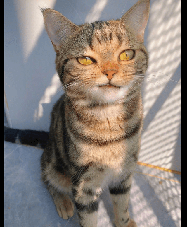猫咪:这就是你们喜欢的霸总歪嘴笑吗,那你们喜欢我吗?
