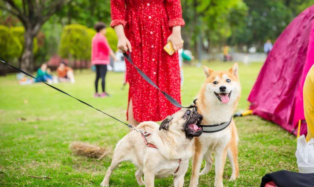 原创狗叫什么意思大部分主人都知道