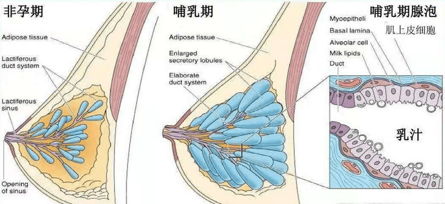 胸一个C杯一个F杯：生孩子前,没人告诉我喂奶有这么痛苦