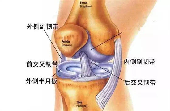 又称前十字韧带,前交叉韧带位于膝关节内,连接股骨(大腿)与胫骨(小腿)