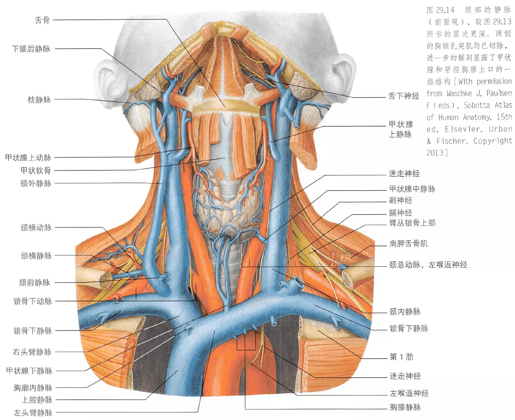 解剖丨颈部,颅面骨