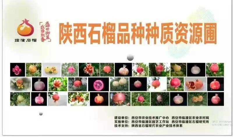 集中采集栽植临潼本土石榴资源105个,省内渭南,咸阳等产区石榴品种