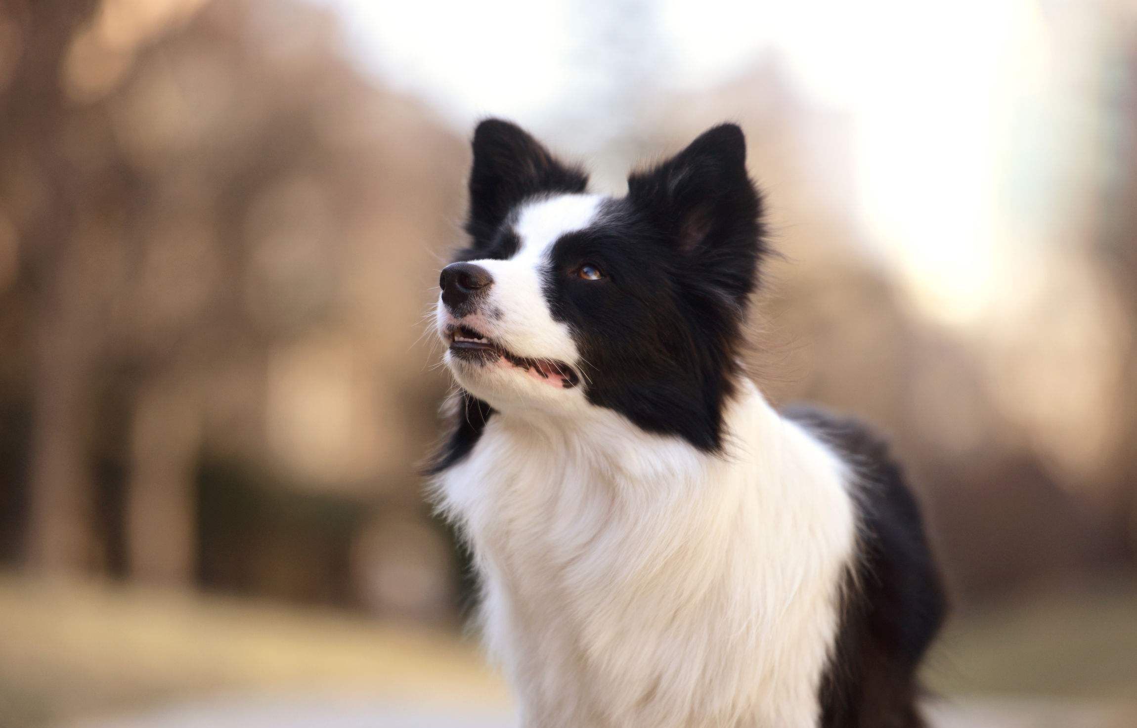 智力超群又独具颜值的边境牧羊犬为何饲养它的人越来越少了