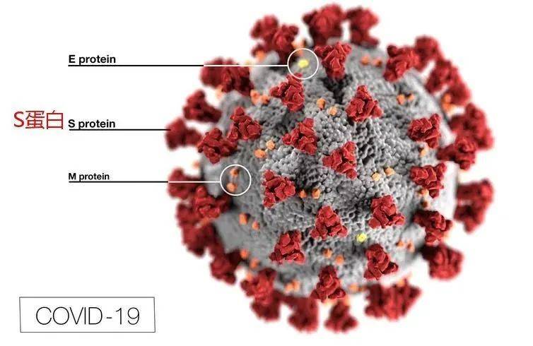 南非新发现变异毒株,今年冬季我们要面对什么