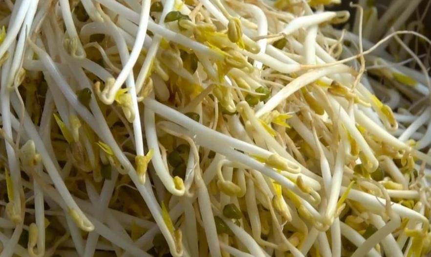 家庭自制绿豆芽,教你5个小秘诀,豆芽4天就能吃,安全又