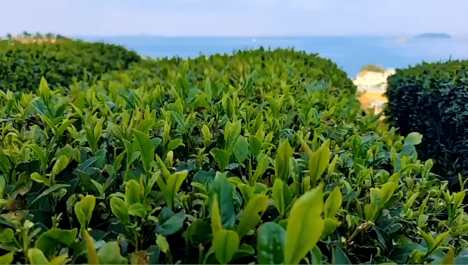 欢迎来崂山游玩时来我们家茶园参观喝茶!