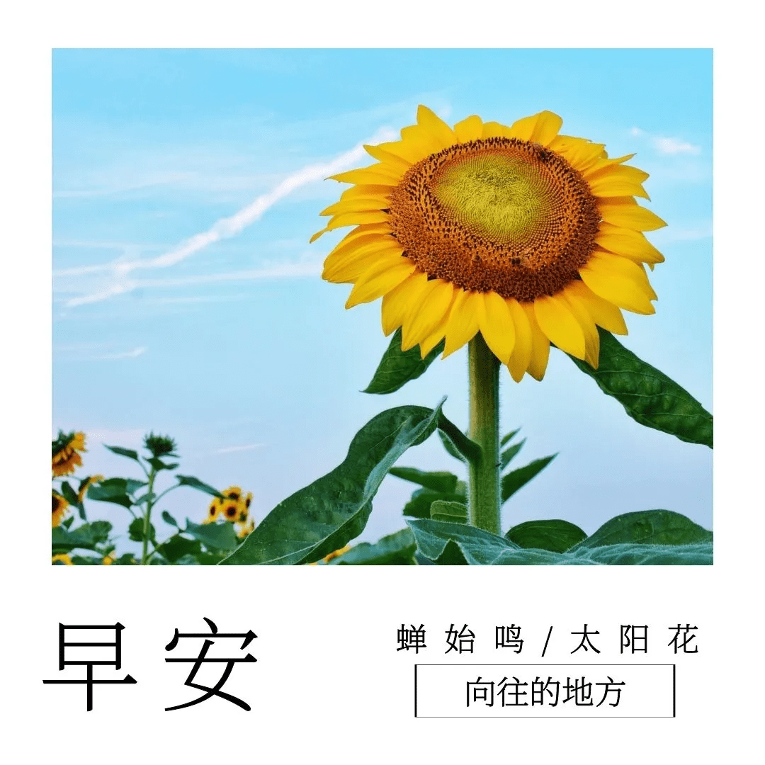 积极向上的早安祝福图片 新的一天快跟朋友说早上好吧