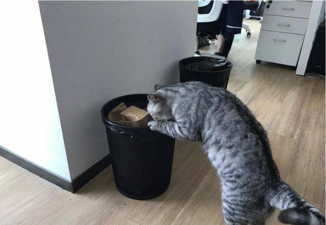 原创猫咪打翻垃圾桶是因为好奇心小心你家猫有异食癖