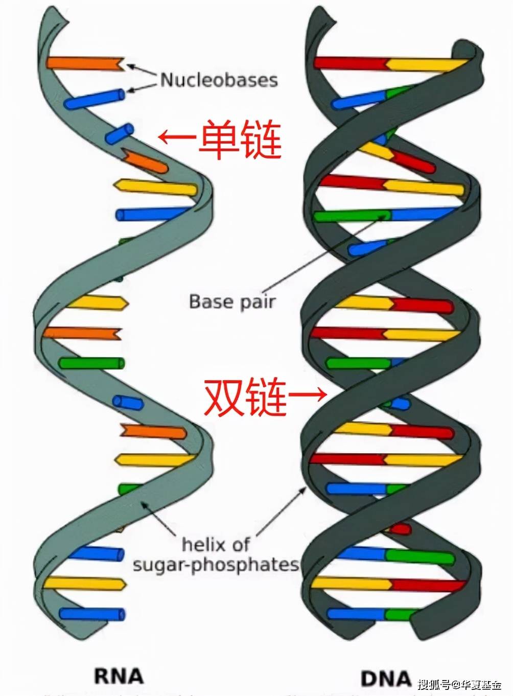 其次,新冠病毒属于 rna病毒,是单链结构,比起双链结构的dna病毒(比如