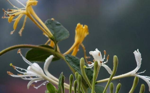 金银花的别名—金银藤,二宝花,鹭鸶藤,忍冬