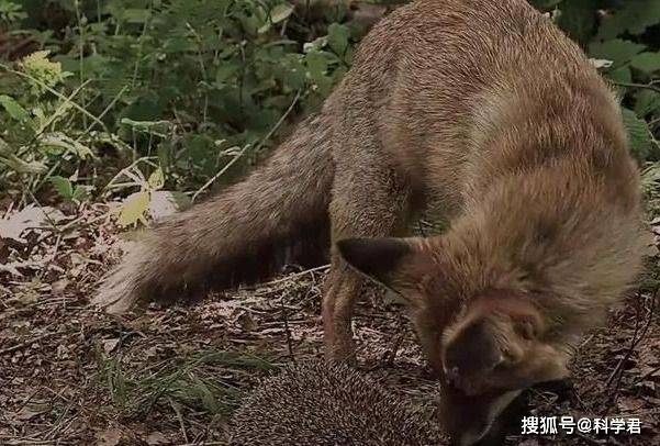 刺猬浑身长满尖刺,它们都害怕什么动物呢?_黄鼠狼