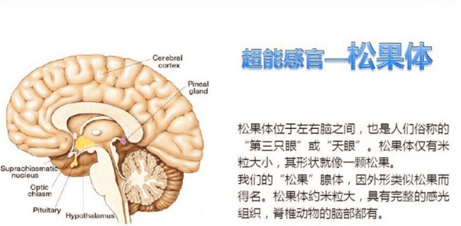 因为看起来和一个随便用手捏的泥疙瘩一样,而松果体在大脑位置,我们将