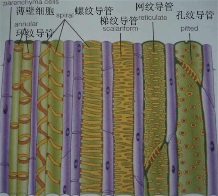 知识点植物筛管和导管有什么区别一个是活细胞一个是死细胞