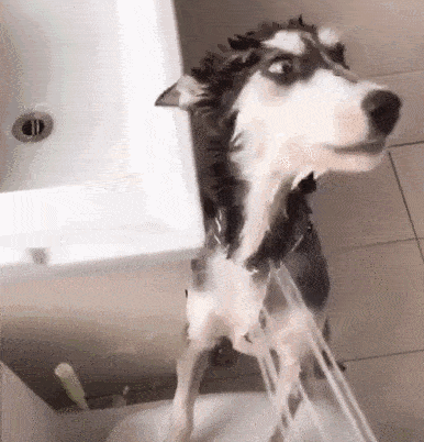 把本汪的洗澡专用玩具,04指甲缝里的泥一定给本汪扣掉!