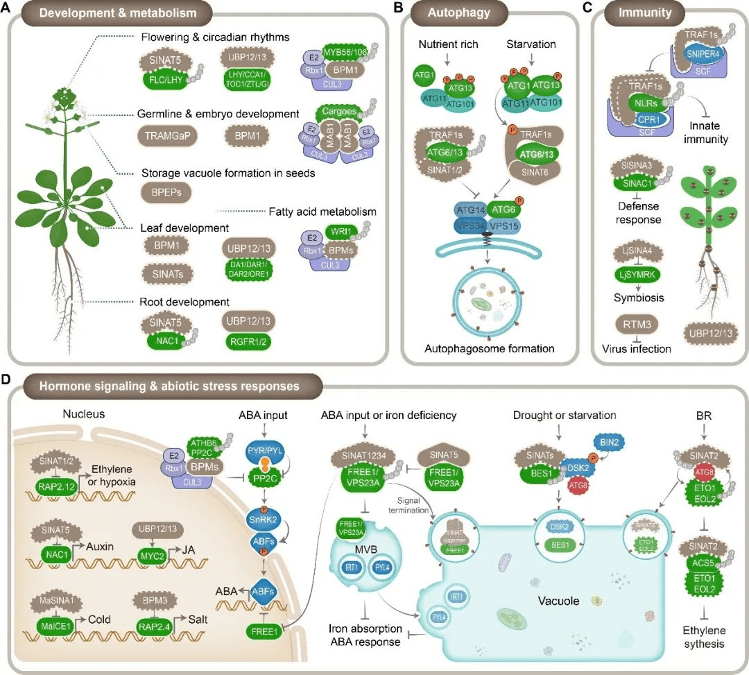 蛋白组学代谢组学深度盘点2021年植物胁迫抗逆领域组学研究