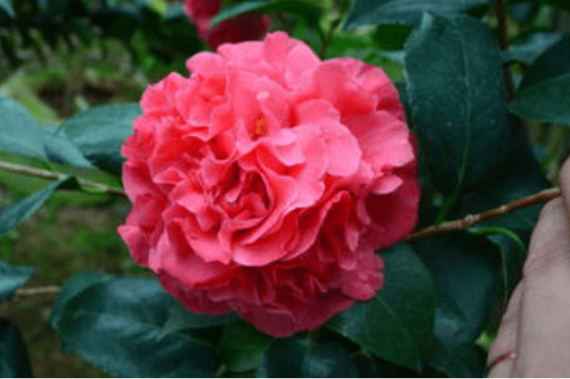 原创红茶花克瑞墨艳丽赛牡丹花香胜兰花北方也能养