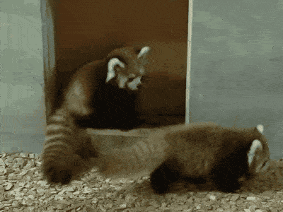 原创搞笑gif趣图妹子你的嘴画成小熊挺好看的