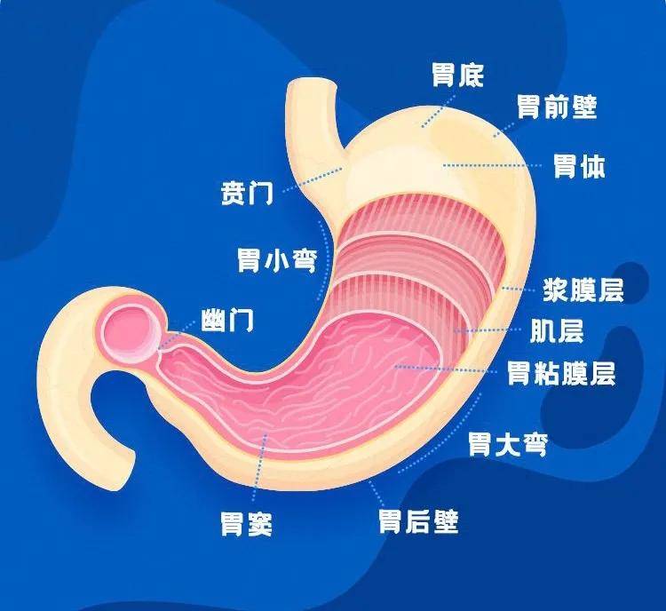 2022上海燕窝展上海燕博会虫草节谈幽门螺旋杆菌危害有多大吃燕窝有用