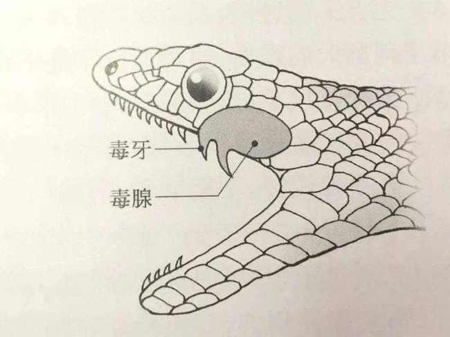 原创蛇最怕什么两场实验证明蛇真的不怕雄黄粉专家说明了原因