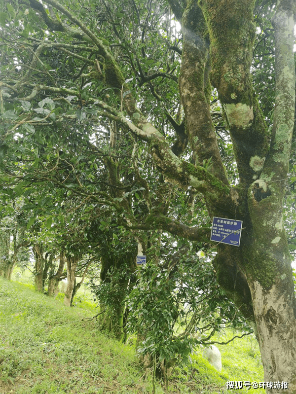《大美临沧·滇红凤庆》之三:历史沉淀,锤炼千古红茶