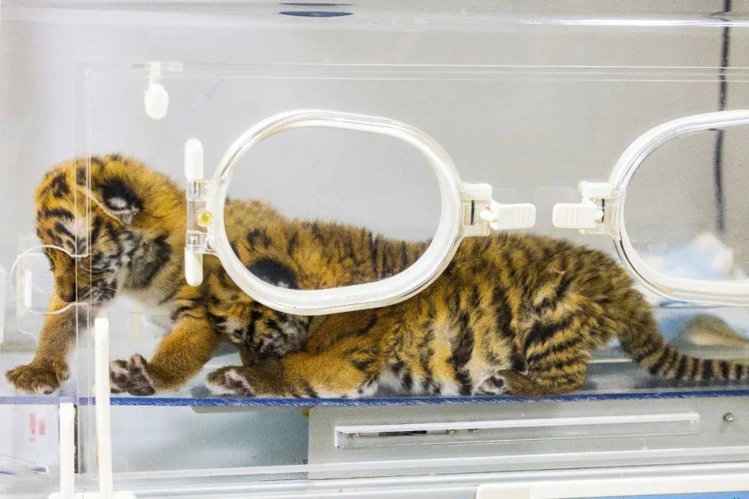猛虎萌虎