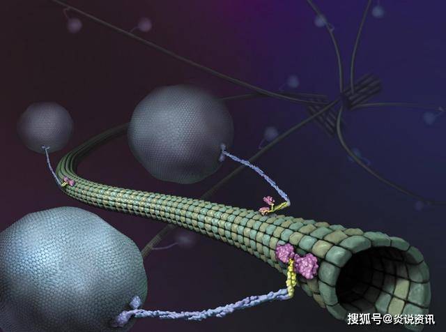 它们本质上是蛋白质分子(也称为马达蛋白),利用atp水解中的化学能量