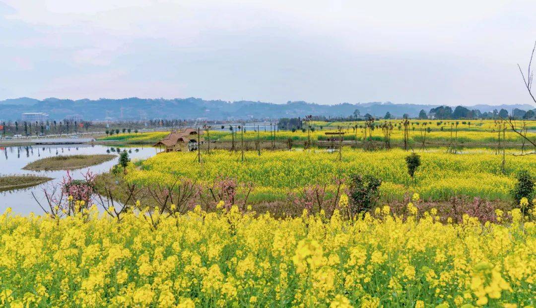 坐上彭山"油菜花专列",开往春天!_田野_金光淹_的花海