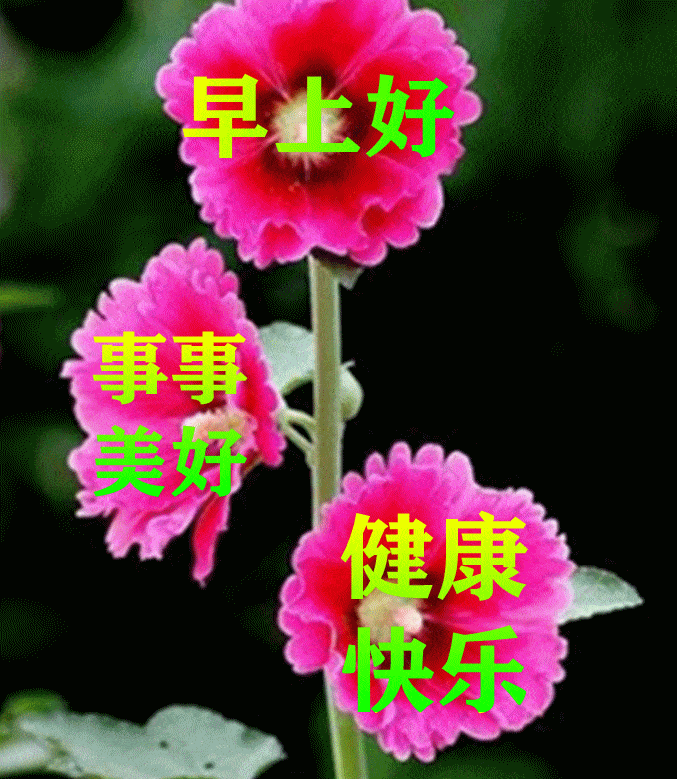 原创8张非常漂亮的春日早安动态表情鲜花图片早上好发朋友圈动态祝福