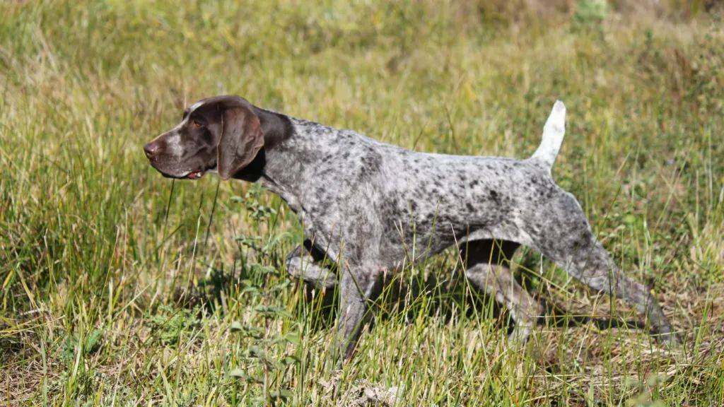 百科德国短毛指示猎犬户外人必备的全能枪猎犬