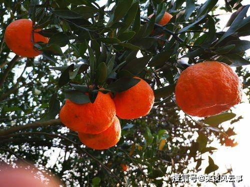 原创枳和橘的区别是什么为什么橘子去了北方就变成了枳