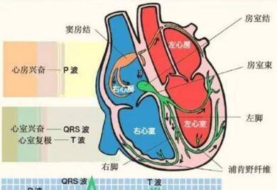 心脏的结构,包括左心房,右心房,左心衰,右心室,心肌,房间隔,室间隔